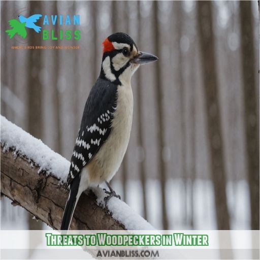 Threats to Woodpeckers in Winter