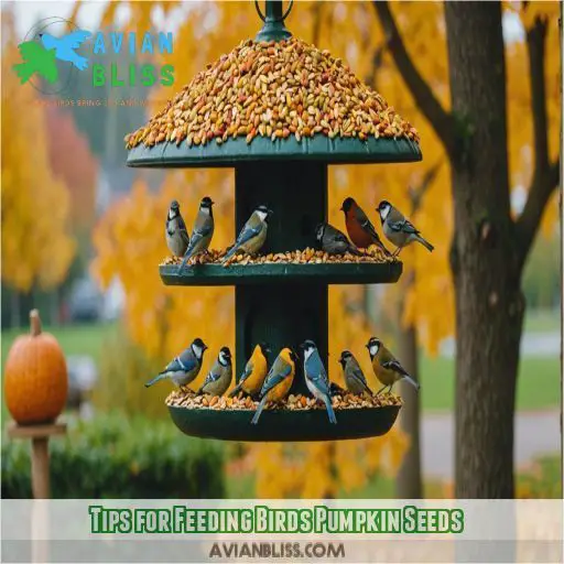 Tips for Feeding Birds Pumpkin Seeds