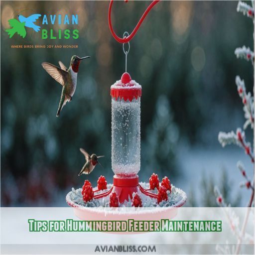 Tips for Hummingbird Feeder Maintenance