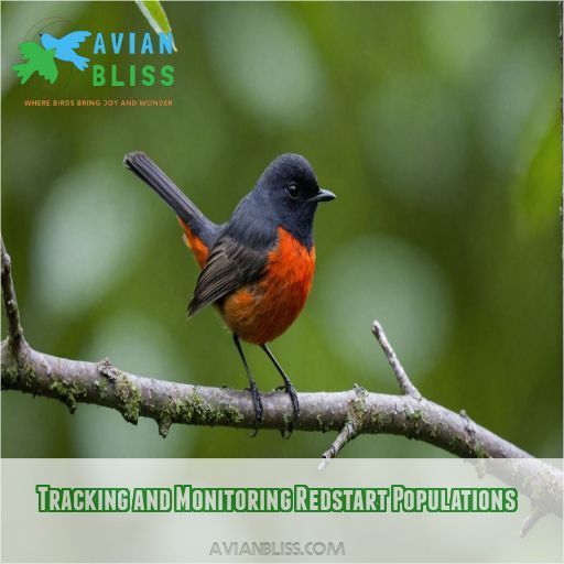 Tracking and Monitoring Redstart Populations