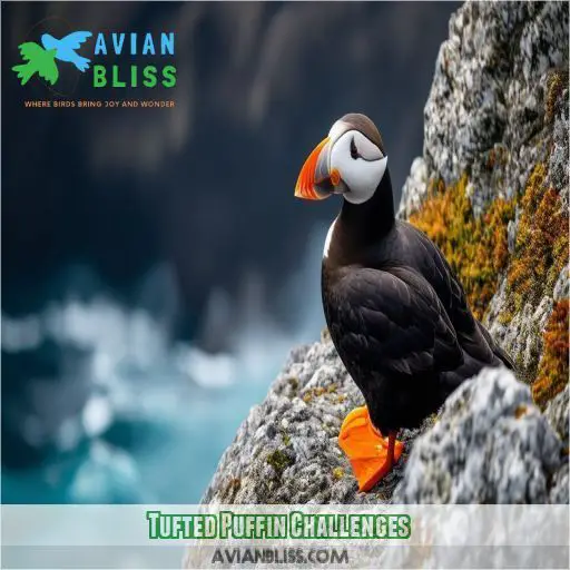 Tufted Puffin Challenges