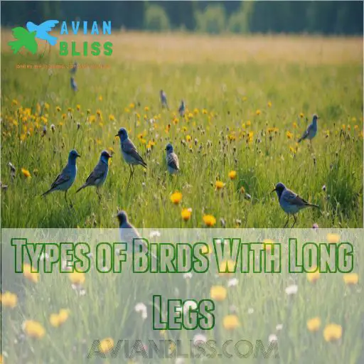 Types of Birds With Long Legs