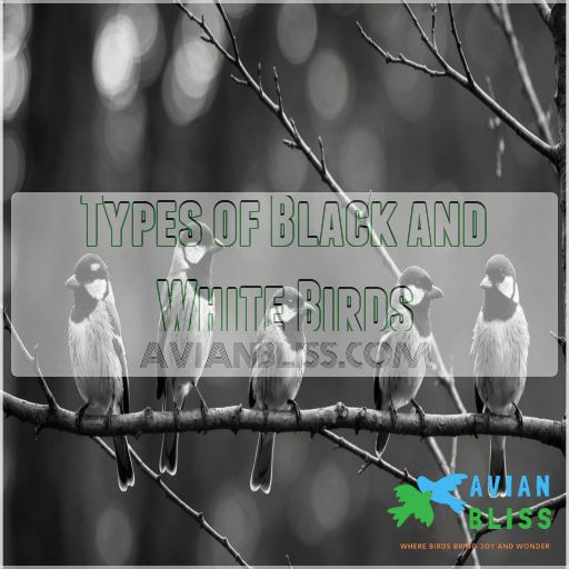 Types of Black and White Birds