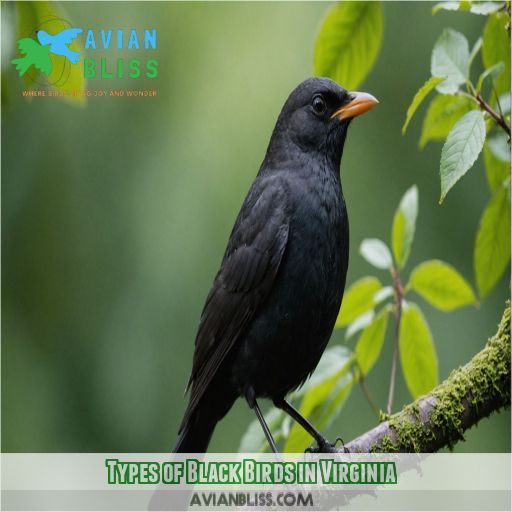 Types of Black Birds in Virginia