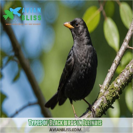 Types of Blackbirds in Illinois