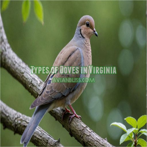 Types of Doves in Virginia