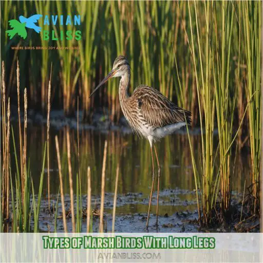 Types of Marsh Birds With Long Legs