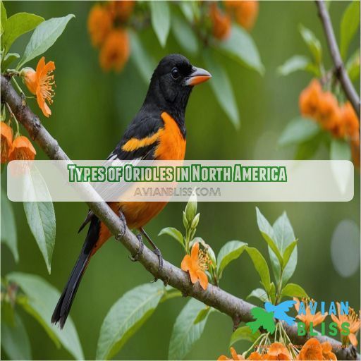 Types of Orioles in North America