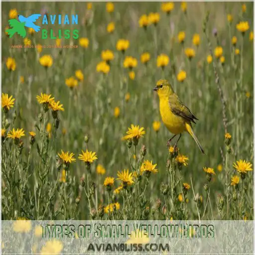 Types of Small Yellow Birds