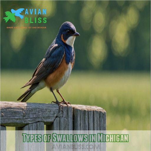 Types of Swallows in Michigan