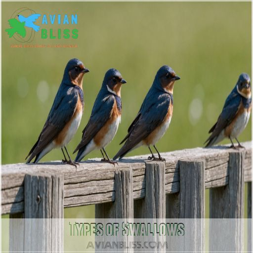 Types of Swallows