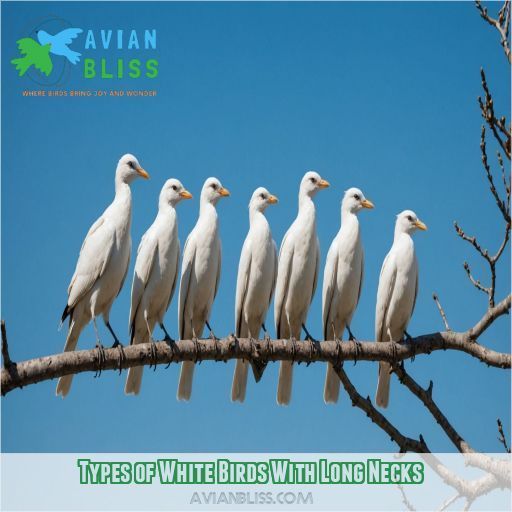 Types of White Birds With Long Necks