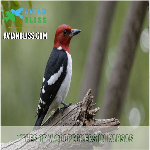 Types of Woodpeckers in Kansas