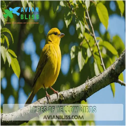 Types of Yellow Birds