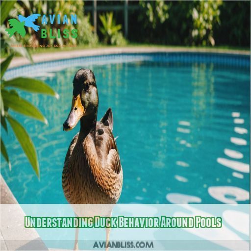 Understanding Duck Behavior Around Pools