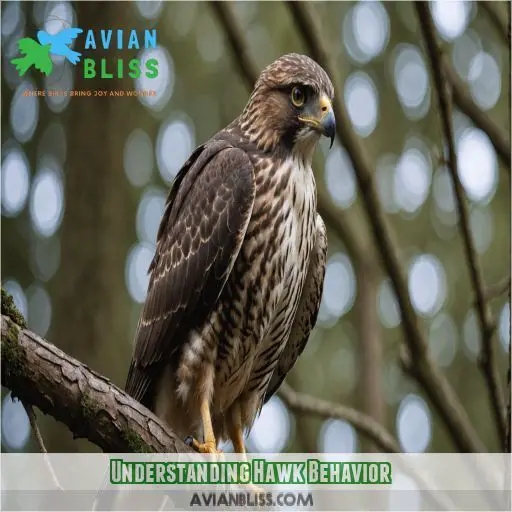 Understanding Hawk Behavior