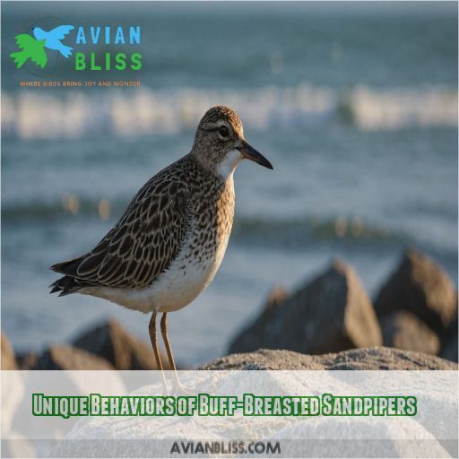 Unique Behaviors of Buff-Breasted Sandpipers