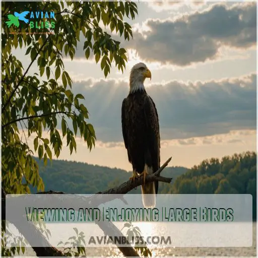 Viewing and Enjoying Large Birds