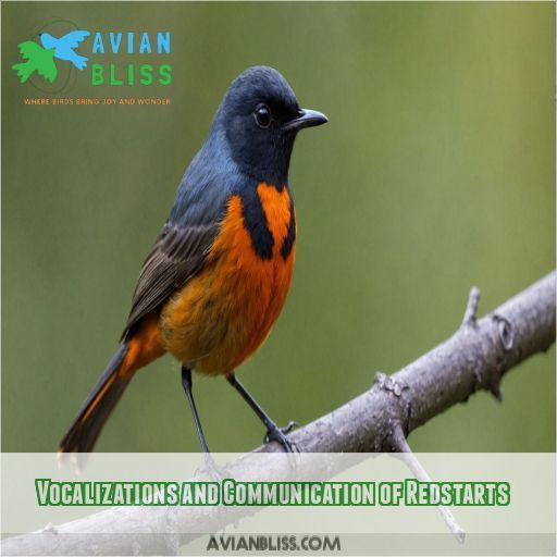 Vocalizations and Communication of Redstarts