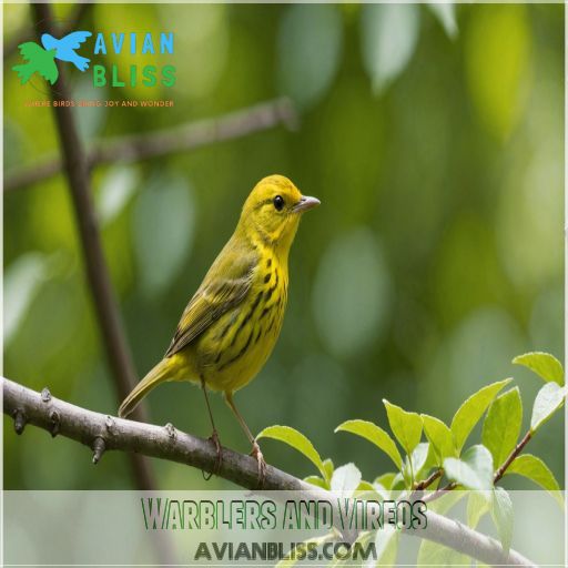 Warblers and Vireos