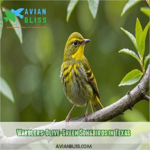 Warblers: Olive-Green Songbirds in Texas