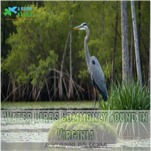 Water Birds Commonly Found in Virginia