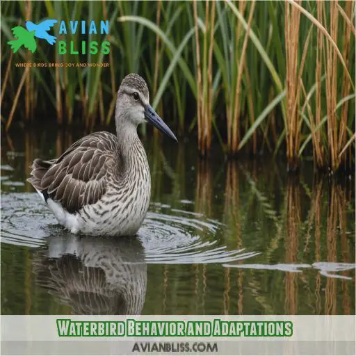 Waterbird Behavior and Adaptations