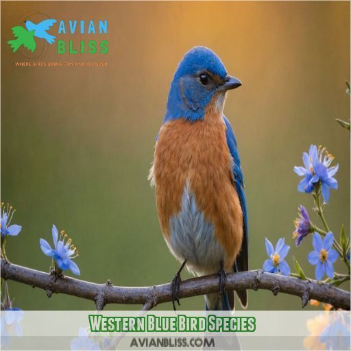 Western Blue Bird Species