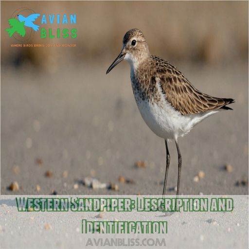 Western Sandpiper: Description and Identification