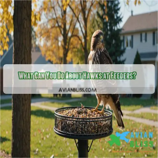 What Can You Do About Hawks at Feeders