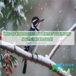 what do woodpeckers do in the winter