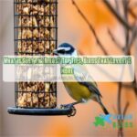 What is Suet for Birds