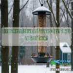 what time of day are birds most active at feeders