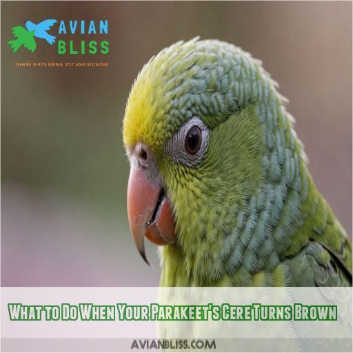 What to Do When Your Parakeet