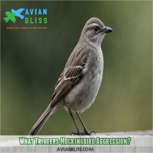 What Triggers Mockingbird Aggression