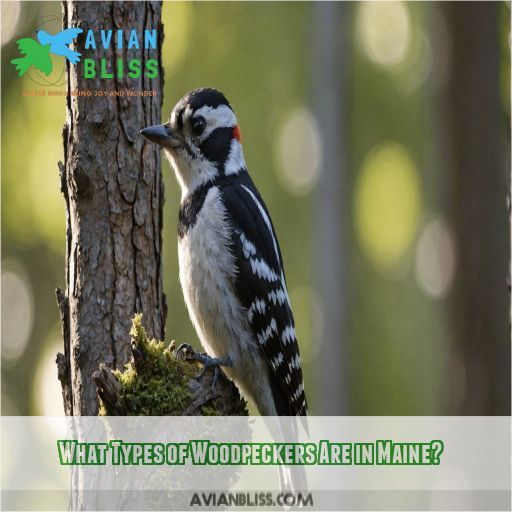 What Types of Woodpeckers Are in Maine