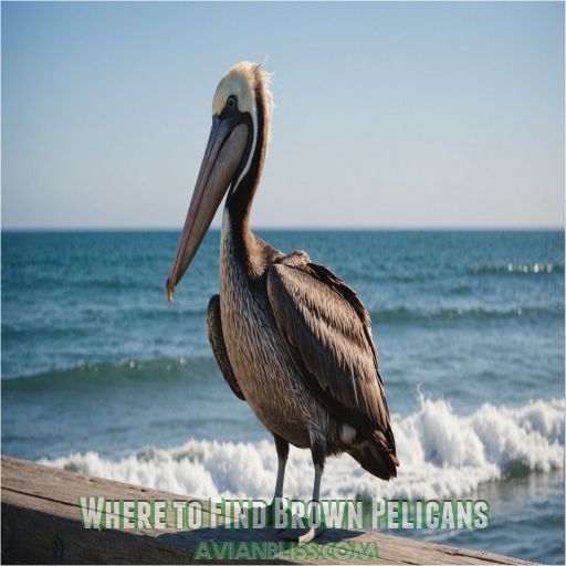 Where to Find Brown Pelicans