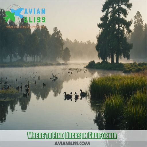 Where to Find Ducks in California