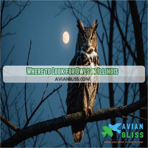 Where to Look for Owls in Illinois