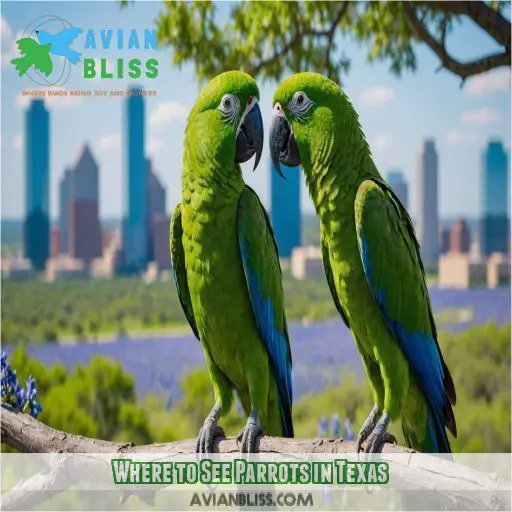 Where to See Parrots in Texas