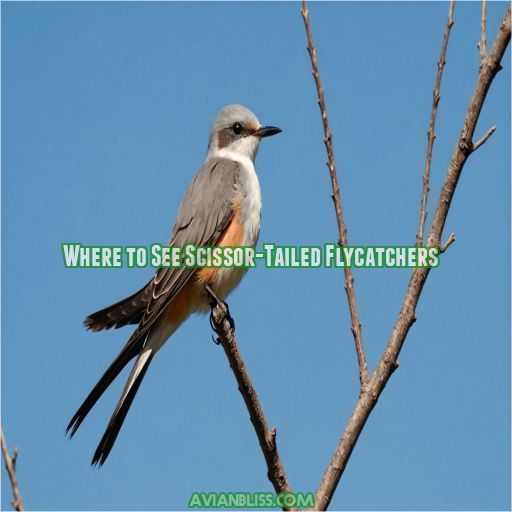 Where to See Scissor-Tailed Flycatchers