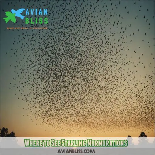 Where to See Starling Murmurations