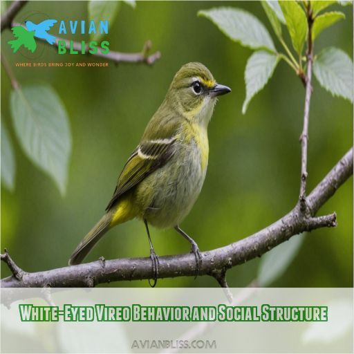 White-Eyed Vireo Behavior and Social Structure