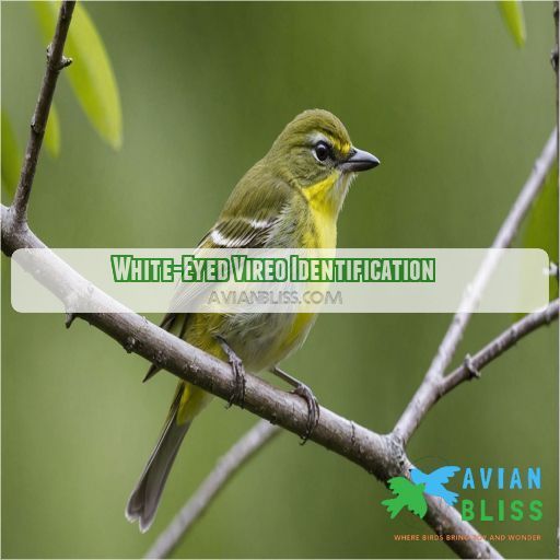 White-Eyed Vireo Identification