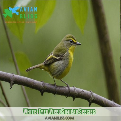 White-Eyed Vireo Similar Species