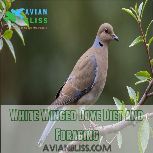 White Winged Dove Diet and Foraging