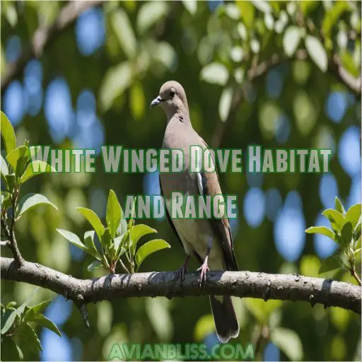 White Winged Dove Habitat and Range