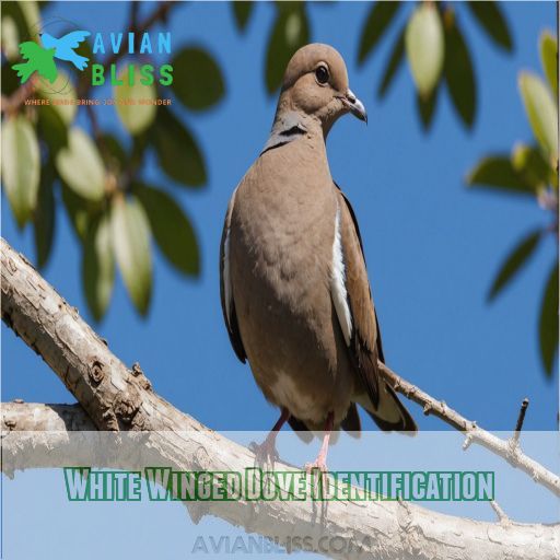 White Winged Dove Identification