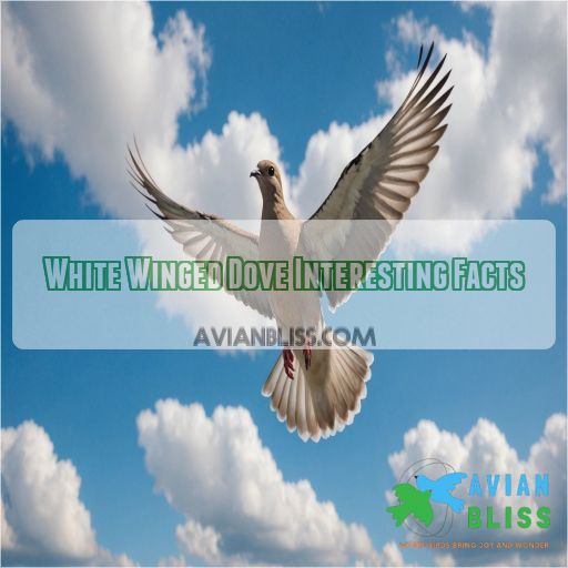 White Winged Dove Interesting Facts