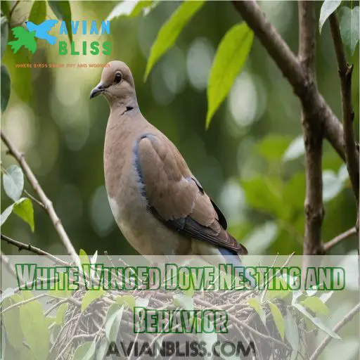 White Winged Dove Nesting and Behavior